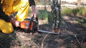 Best Commercial Tree Services  in Gilbert, IA